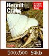 Hermit Crabs.jpg